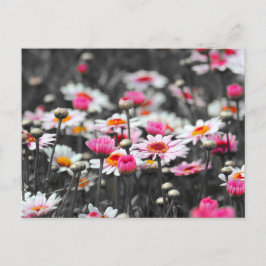 Roze Daisies: Roze Bloem Kleur Splash Foto Briefkaart