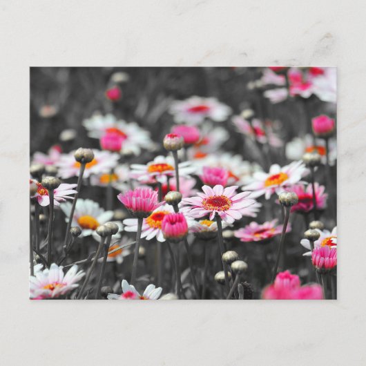 Roze Daisies: Roze Bloem Kleur Splash Foto Briefkaart (Voorkant)