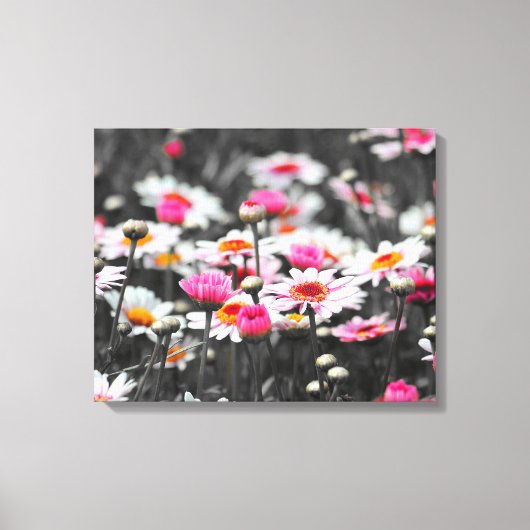 Roze Daisies: Roze Bloem Kleur Splash Foto Canvas Afdruk (Voorkant)