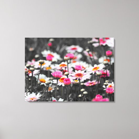 Roze Daisies: Roze Bloem Kleur Splash Foto Canvas Afdruk (Voorkant)