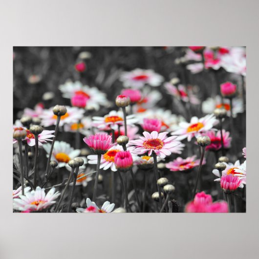 Roze Daisies: Roze Bloem Kleur Splash Foto Poster (Voorkant)