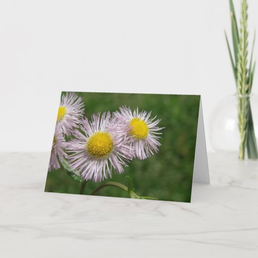  roze Daisy-achtige bloemen Kaart (Voorkant)