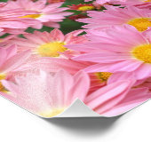 Roze Daisy bloemen en hommel bij 8x10 Foto Afdruk (Hoek)
