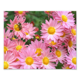 Roze Daisy bloemen en hommel bij 8x10 Foto Afdruk