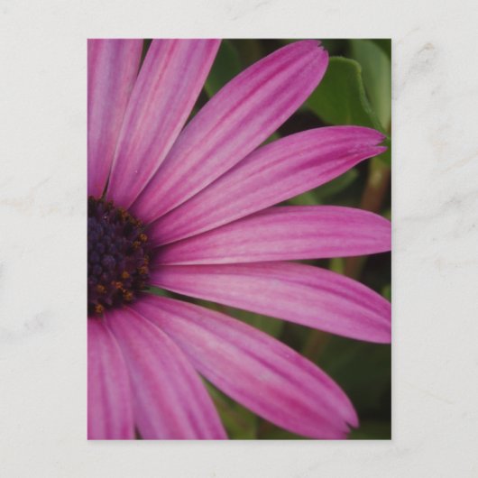 Roze Daisy Briefkaart (Voorkant)