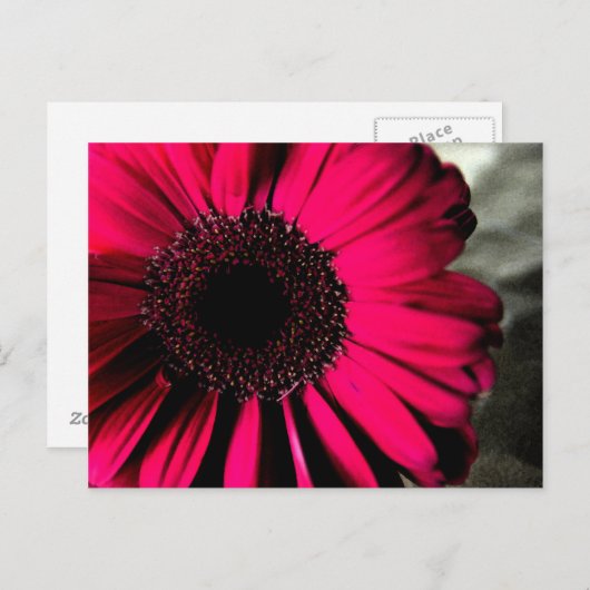 Roze Daisy Briefkaart (Voorkant / Achterkant)