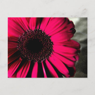 Roze Daisy Briefkaart