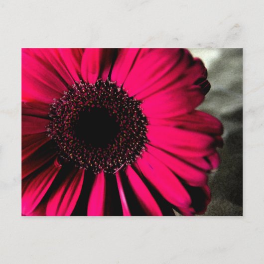 Roze Daisy Briefkaart (Voorkant)