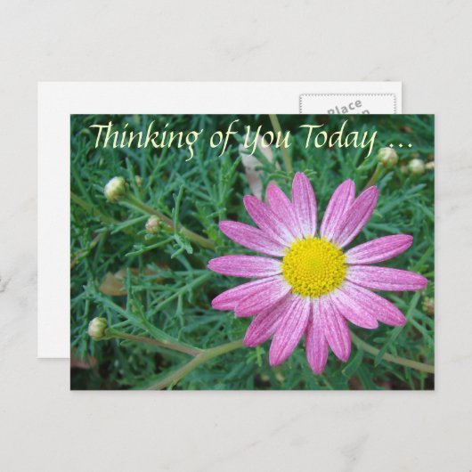 roze Daisy Briefkaart (Voorkant / Achterkant)