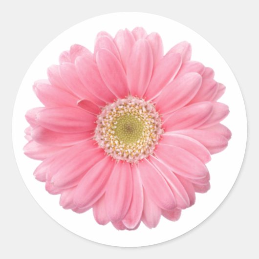 ROZE DAISY enkele bloem witte achtergrond P06A Ronde Sticker (Voorkant)