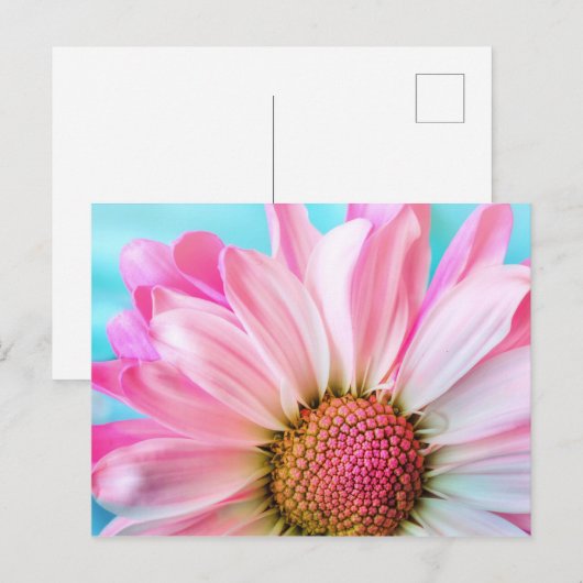 Roze Daisy Flower Briefkaart (Voorkant / Achterkant)