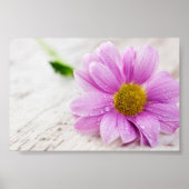 Roze Daisy Flower Value-Poster Poster (Voorkant)