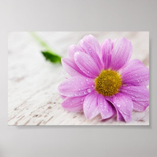Roze Daisy Flower Value-Poster Poster (Voorkant)