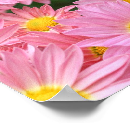 Roze Daisy Flowers en Bumble Bee Poster (Hoek)