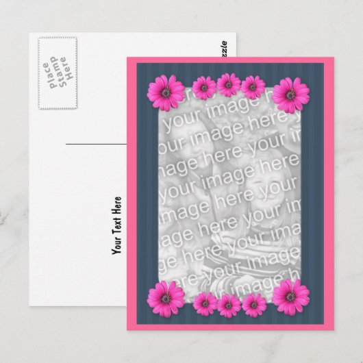 Roze Daisy Flowers Foto Briefkaart (Voorkant / Achterkant)