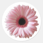 Roze Daisy Gerbera Ronde Sticker (Voorkant)