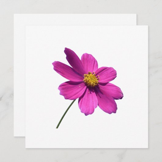 ROZE DAISY, LEEG ALL OCCASION KAART (Voorkant / Achterkant)