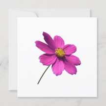 ROZE DAISY, LEEG ALL OCCASION KAART