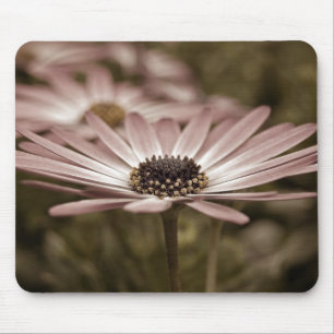 Roze Daisy macro Muismat