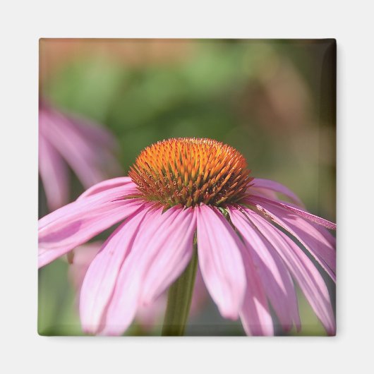 Roze Daisy Magnet (Voorkant)