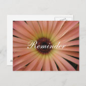 Roze Daisy Reminder Post Kaart (Voorkant / Achterkant)