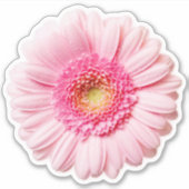 Roze Daisy  Sticker (Voorkant)
