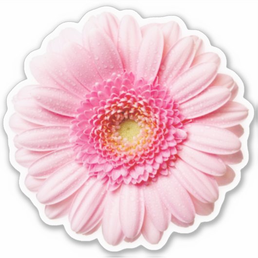 Roze Daisy  Sticker (Voorkant)