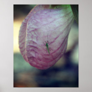 Roze dame Slipper met bezoek Green Insect Poster