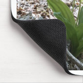 Roze dame slipper Orchid Muismat (Hoek)