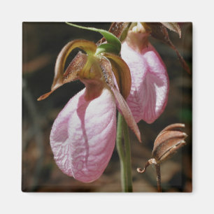 Roze Dame Slippers Flower Photography Magnet