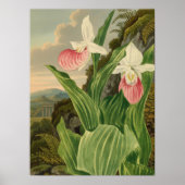 Roze Damesorkentant Bloemige Orchidee Botanisch Poster (Voorkant)