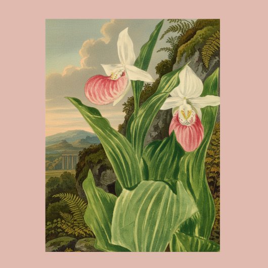 Roze Damesorkentant Bloemige Orchidee Botanisch Poster