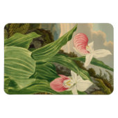 Roze Damesorkentje Oude Botanische Orchidee Magneet (Horizontaal)