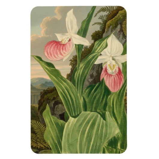 Roze Damesorkentje Oude Botanische Orchidee Magneet (Verticaal)