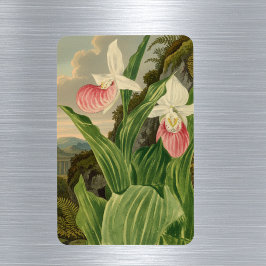Roze Damesorkentje Oude Botanische Orchidee Magneet