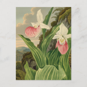 Roze Damesorkentje Vintage Bloem Orchidee Botanisc Briefkaart