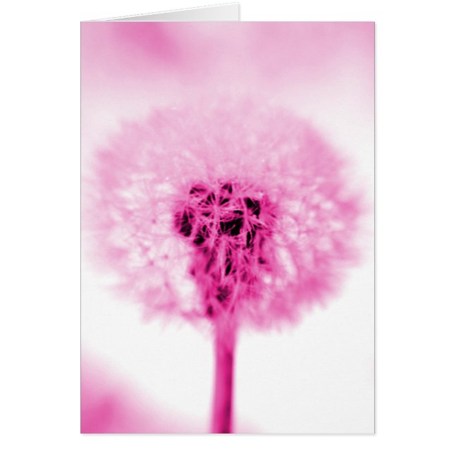 Roze Dandelion (Voorkant)