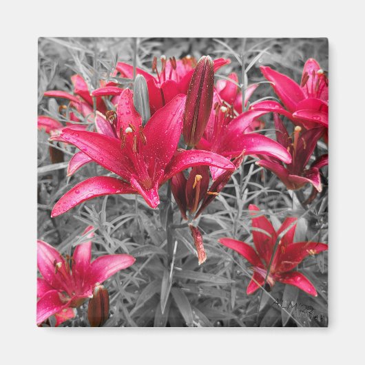 Roze Daylilies Bloemen Magneet (Voorkant)