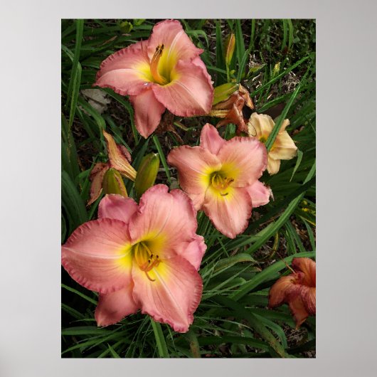 Roze Daylilies Poster (Voorkant)