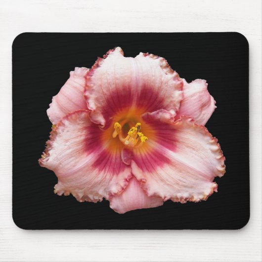 Roze Daylily Bloom op Black Floral Muismat (Voorkant)