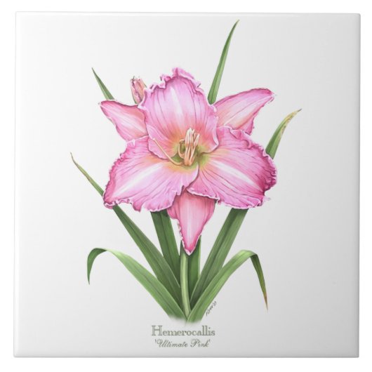 Roze Daylily Botanische Kunst Stijl Tegeltje (Voorkant)