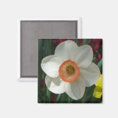 Roze deaffodilentestbloem magneet (Voorkant / Achterkant)