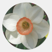 Roze deaffodilentestbloem ronde sticker (Voorkant)