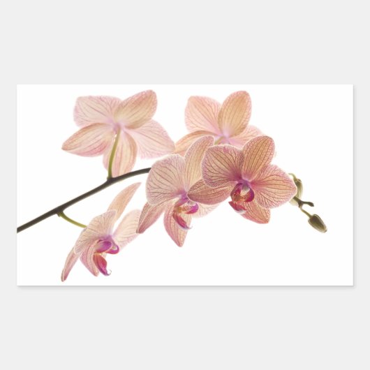 Roze Dendrobium Orchidee Bloem - Orchideeën Sjablo Rechthoekige Sticker (Voorkant)