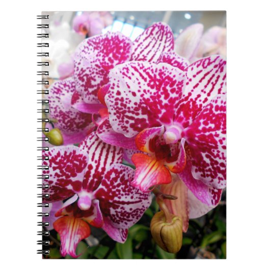 Roze dendrobiumorchideeën notitieboek (Voorkant)