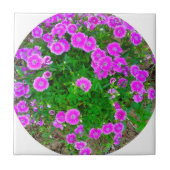 Roze dianthus Flower Tile Tegeltje (Voorkant)