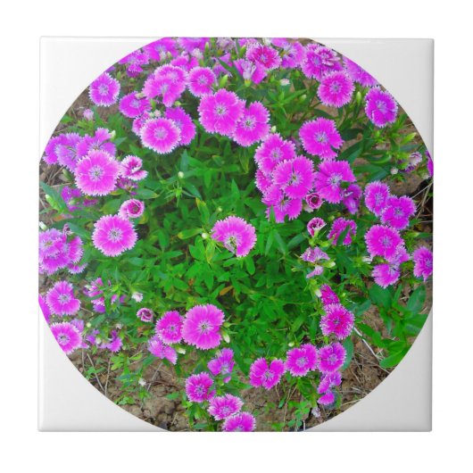 Roze dianthus Flower Tile Tegeltje (Voorkant)