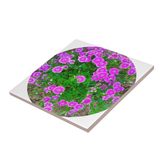 Roze dianthus Flower Tile Tegeltje (Zijkant)