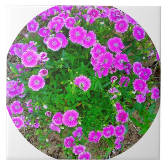 Roze dianthus Flower Tile Tegeltje (Voorkant)