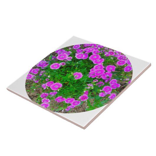Roze dianthus Flower Tile Tegeltje (Zijkant)